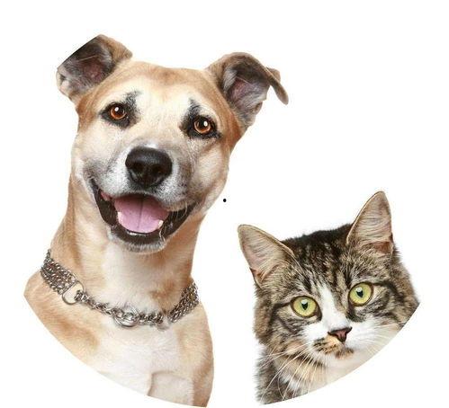 娱乐吃瓜酱宠物疫苗本