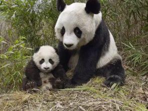 娱乐吃瓜酱熊猫生气